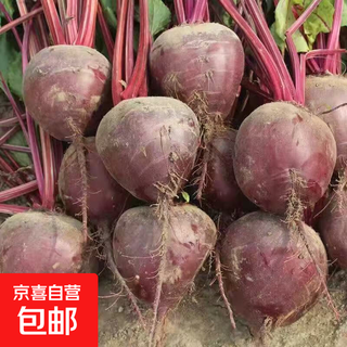 Freshly dug beetroot 5jin jin is equal to 0.5kg beet head seaweed head red beet juicable agricultural products beetroot radish head beetroot 5jin jin is equal to 0.5kg 4-8 medium fruits
