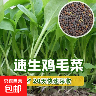 Four seasons of shanghai green seeds, small green cabbage, chicken feathers, fast vegetables, small cabbage, rape, heat, humidity and cold resistance, field use, original authentic chicken feathers seeds, about 3600 capsules, 3 packs