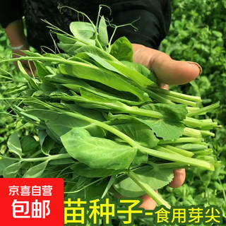 Pea sprout seeds, no need for pea tip seeds, pea seeds, southern bean sprouts, sprouts, sprouts, four-season farm vegetables, really delicious pea sprout seeds, five packs, about 251 capsules