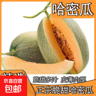 晓蜜25号爆甜哈密瓜新鲜现摘应季水果西州蜜 中小果（≥500g）5斤净重2250g