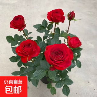 Flowering cycle in four seasons, rose seedlings shipped with buds, potted indoor and outdoor balconies, easy to grow flowers, cold-resistant, red, 4-5 trees in a pot with buds, original pots and soil