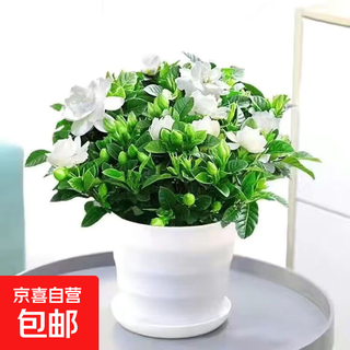 Strong-scented gardenia with buds, indoor green plant potted plant that blooms in all seasons, desktop flowers, purifies the air and is easy to feed, large pot of gardenia+threaded pot+with buds+fertilizer