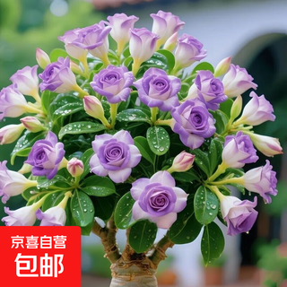 New summer product, rare multi-headed desert rose, double-petaled old pile, fragrant succulent green plant, indoor and outdoor for all seasons, purple-edged purple flowers, root diameter (2-4 cm), shipped with black nursery pot
