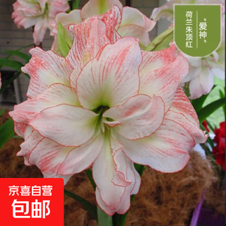Imported amaryllis seed bulbs, large ball potted flower seedlings, double amaryllis seeds with buds for all seasons, green plants and flowers 18. cupid butterfly seed bulb circumference 15-18cm