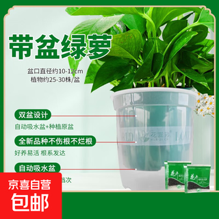 Potted green radish indoor office formaldehyde-absorbing air purification hydroponic plants green plants flower potted green basket wholesale 120 green radish 10 pots water-absorbing gallon pot 5 fertilizer