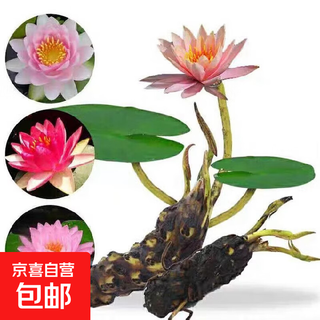 Water lily hydroponic plants bloom in all seasons, fish tanks, ponds, lotus pots, water-based root blocks, 5 large quality water lilies (mixed colors with buds)