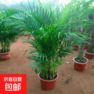 Sanwei kwai green plant phoenix tail bamboo potted pocket coconut indoor large green plant four seasons evergreen rich coconut plant 80-100 cm 11-12 good shape nursery pots