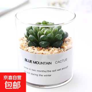 Succulent plant cactus potted indoor succulent cactus small potted flowering cute desktop green plant palace lantern jade dew + glass pot + gold sand + nutrient soil with pot