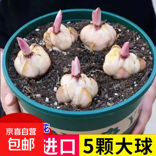 Lily bulbs, perfume lilies, bloom in all seasons and are good for feeding flowers and plants, indoor and outdoor flower seedlings, potted flower seeds, mix and match your choice of 5 balls in a package.