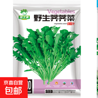 High-yielding vegetable seeds for all seasons, shepherd's purse seeds, red cabbage moss seeds, cold-resistant and heat-resistant, four-season potted vegetable seeds, shepherd's purse seeds, about 500 pieces