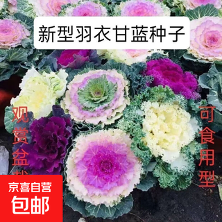 Mixed color kale seeds can be planted in all seasons. cold and heat resistant. balcony flower seeds. randomly packaged. mixed color kale seeds. about 200 seeds per pack.