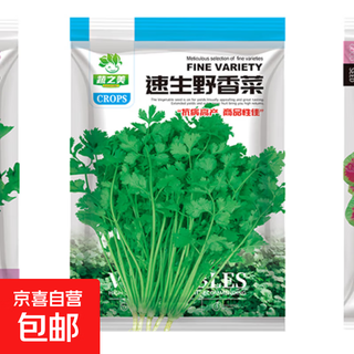 Four seasons small parsley large leaf vegetable seeds seedlings balcony indoor potted vegetable seedling planting large leaf parsley about 100 tablets brand original color pack