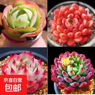 Selected pictures of succulent plants, varieties shipped, pictures, office indoor balcony desktop pictures, designated varieties, ruby + peach + chihuahua + blue apple + pot soil
