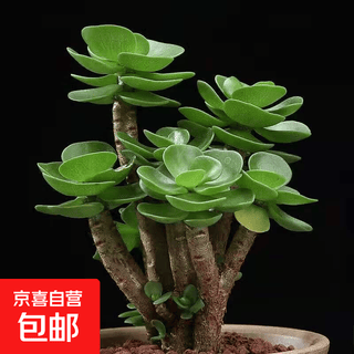 Succulent plants succulent selected old pile tia money tree office indoor balcony ruby group multi-headed money wood 3-5 heads