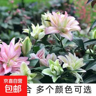 Perfume lily large bulbs, mixed colors, easy to grow, easy to grow in the courtyard and balcony, for lazy people to plant flowers and green plant bulbs, 1 random ball