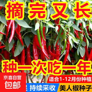 Spicy spicy pepper seeds, golden spicy green peppers, pig intestine pepper seeds, potted vegetable seeds for garden fields and balconies, new beauty peppers, hot and moving, approximately 300 capsules, 1 pack