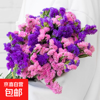 Forget-me-not flowers semi-dried flower material yunnan base straight hair wholesale home flower arrangement can be used as dried flowers pink + purple forget-me-not 500g