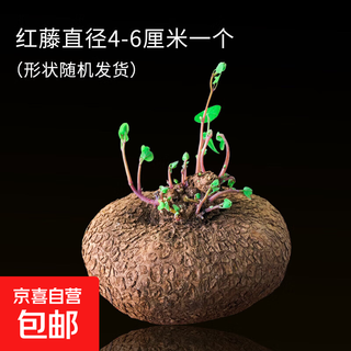 Mountain turtle plant golden potted red vine blood vine hydroponic bonsai climbing vine indoor desktop succulent green plant flowers diameter 4-6cm 1 red vine mountain turtle + gift