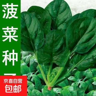 Complete collection of vegetable seeds for all seasons: spinach, coriander, lettuce, lettuce, amaranth, chicken feathers, celery, short yellow vegetable seeds, red root spinach seeds, 1 pack, about 1,100 seeds