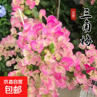 Махровые саженцы бугенвиллии, грунтовые цветы в горшках, старые кучи, вьющиеся лозы внутреннего балкона, цветущие в любое время года, зеленые цветки вишни, оригинальные горшки и почва, доставленная с цветами в период цветения.