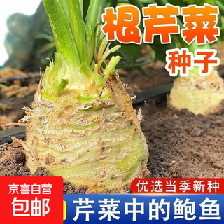 Four-season small parsley seeds, crisp, tender and thin-stemmed celery seeds, heat-resistant, cold-resistant, high-yielding field base vegetable seeds, original authentic celeriac, mediterranean celery, about 1500 grains, original color pack 1 pack