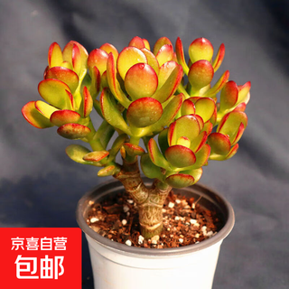 Succulent plants succulent selected old pile tia money-absorbing tree office indoor balcony ruby group multiple heads ji honghuayue 6-7 heads