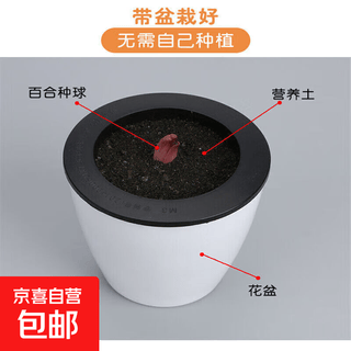 Perfume lily bulbs bloom all year round in pots with buds, imported double lily bulbs, seeds, seedlings and fresh flowers. perfume lily 1 ball contains lazy pot and soil.