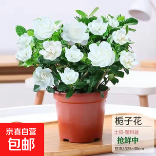 Strong-scented gardenia with buds, indoor green plant potted plant that blooms in all seasons, desktop flowers, purifies the air and is easy to feed. large pot of gardenia + original soil in the original pot + buds + fertilizer