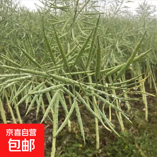 Tieyou 821 rapeseed is cold-resistant, high-yield, disease-resistant, and has high oil yield. it is the best choice for autumn sowing. early-maturing and high-yielding rapeseed. tieyou 821 original pack of about 1,000 seeds.