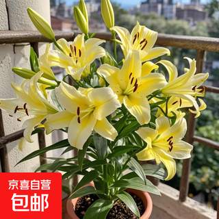 Perfume lily bulbs with buds bloom all year round, indoor and outdoor balcony multi-headed lilies are cold-resistant and easy to grow, yellow, shipped with buds, 5 balls (cheaper)