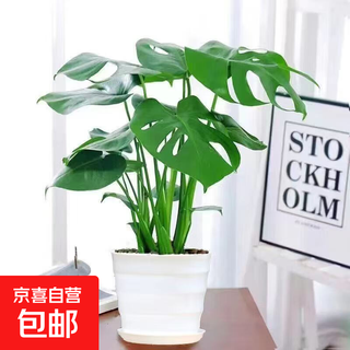 Special offer monstera deliciosa large-leaf open-back potted indoor living room green plant soil hydroponic evergreen flowers for all seasons to purify the air monstera deliciosa with threaded pot 42-52 high 3 + fertilizer