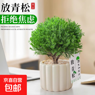 Green pine, green plant, mist pine, indoor small potted rime, office desktop, relax, plant ornaments for all seasons, mist pine + tiramisu pot + relax card, free tray + paving stone