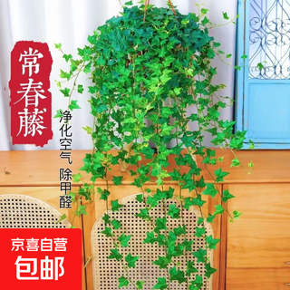 Ivy potted indoor hanging plants are easy to maintain, hydroponic green plants, purify the air, remove formaldehyde, and are evergreen all year round. 1 pot of green-leaf ivy (about 50 cm long) simple pot with hanging hook