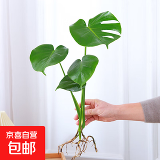 Open-back monstera deliciosa hydroponic indoor living room green plant potted plant that is good for all seasons and easy to maintain for office desktop water-cultured plants and flowers. one fine monstera deliciosa (3-4 leaves) as a whole (height 50-60cm) (with hanging card)
