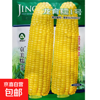White, sweet and waxy corn seeds, high-yielding white waxy corn, non-transformed, four-season sowing, national-approved farmer’s super sweet and waxy corn seeds, longyu nuo no. 1 corn seeds, original 200g, 1 bag