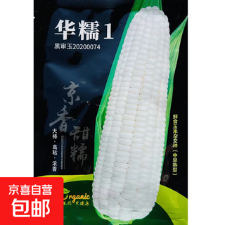 White, sweet and waxy corn seeds, high-yielding white waxy corn, non-transformed, four-season sowing, national-approved farmers’ super sweet and waxy corn seeds, huanuo 1 corn seeds, original 200g, 1 bag