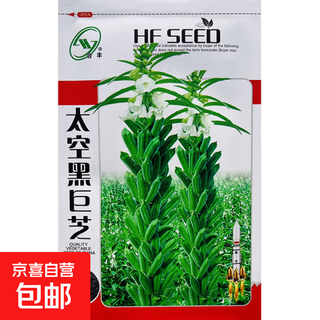 Schwarze sesamsamen, weiße sesamsamen, Ölextraktion, akademie der agrarwissenschaften, hybrid, hoher Ölgehalt, stabiler ertrag, niedriger stiel, achtkantige samenbasis, besonderer raum, schwarze riesensesamsamen, original, 100 gramm, 1 beutel