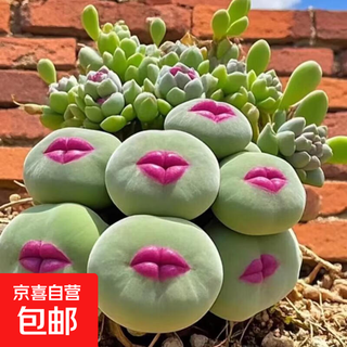 Pequeña planta suculenta de boca roja, rara y genuina importada, para oficina, balcón en maceta, protección contra la radiación, ultrapequeña, de un solo diámetro, 0,8 cm, mini esmalte de colores, maceta de porcelana aleatoria, buena con plantas en macetas