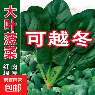 Spinach seeds for all seasons, coriander seeds, easy to grow potted large-leaf coriander vegetables, balcony vegetable seeds, red root spinach seeds, 1 pack, about 1100 pieces