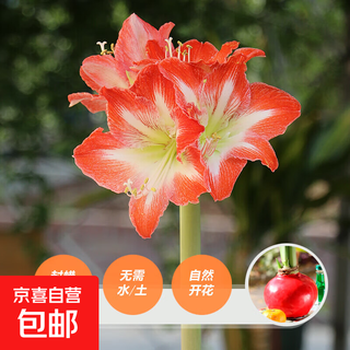 Wax-sealed amaryllis imported seed bulbs for home decoration and gifts. flowers bloom naturally without soil and fertilizer. gift box. goddess of wisdom, red smooth ball*1 (34/36)