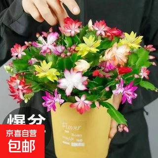 精品带花苞开花蟹爪兰多色四季花卉家养盆栽室内阳台庭院多肉绿植 蟹爪兰：混色大盆【60-99花苞】含原土