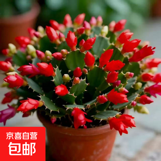 High-quality flowering crab claw orchid with buds, multi-color four-season flowers, domestic potted plants, indoor balcony courtyard succulent green plants, crab claw orchid, red medium pot, 25-35 buds, original soil ball delivery