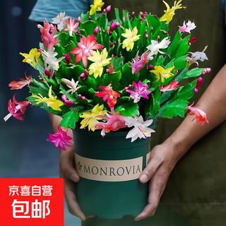 High-quality flowering crab claw orchid with buds, multi-color four-season flowers, domestic potted plants, indoor balcony courtyard succulent green plants, crab claw orchid, mixed color large pot, 60-99 buds, including gallon pot