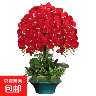 双花剑蝴蝶兰盆栽兰花大苗带花剑带花苞四季开花室内花好养易成活 7.中国红--双花剑发货 带盆栽好