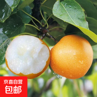 正宗秋月梨25年新果冰糖水果梨子沐驰 秋月梨带箱5斤