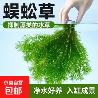 Yinshang red freshwater aquatic plants, green plants, fish tank decoration, novice lazy real aquatic plants, purifying water quality, resistant to growing centipede grass, 8 pieces of centipede grass
