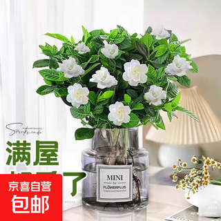 Gardenia-hydrokulturpflanzen-topfbüro-desktop ist einfach zu züchtende blumen für faule menschen, grünpflanzen, wasserkulturblumen, hydrokultur-gardenie + kleine frische graue glasflasche + nährlösung