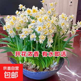 Narcissus bulbs, hydroponic plants, potted flowers, indoor and outdoor, cold-resistant hyacinth bulbs in winter, easy to maintain in all seasons, large ball, 1 narcissus ball + rooting powder + nutrient solution, circumference 15-18cm