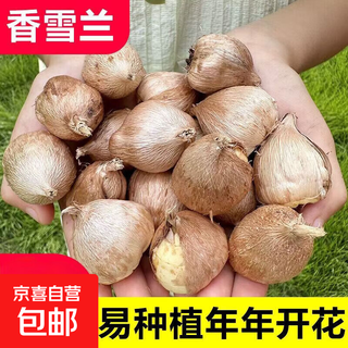 Alyssum freesia bulbs, four-season perennial easy-to-grow potted flowers, double-petaled strong-flavor plant seeds, 1 alyssum mixed color (circumference about 6cm)