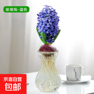 Imported hyacinth seed bulbs, water-cultured soil culture, winter hydroponics with buds, cold-resistant and easy-to-live flowers, potted plants, indoor flowers (selected) blue extra-large balls, glass bottles + nutrient solution